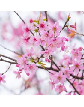 Ρόλερ σκίασης με Floral Σχέδια σειρά Λουλούδια E456